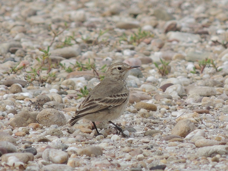 Foto Caminera Común