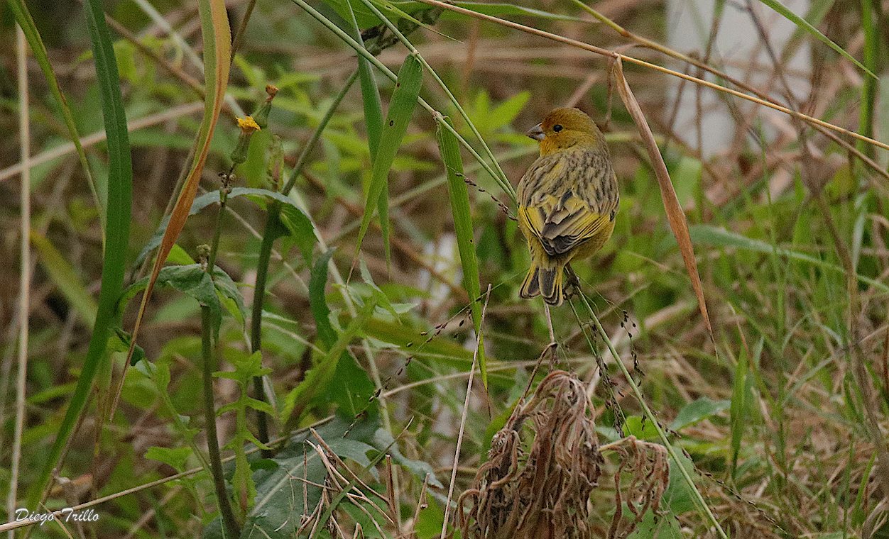Foto Jilguero Dorado