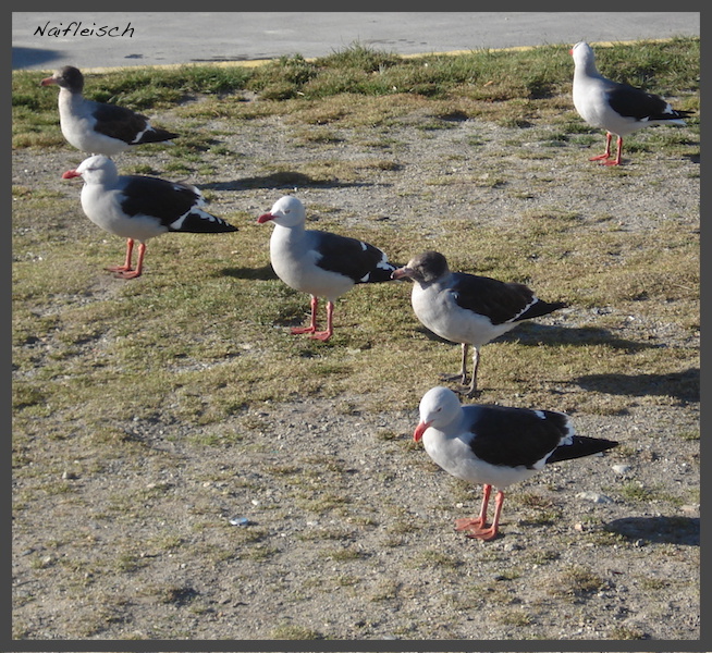 Photo Gaviota Gris