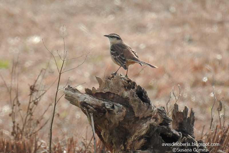 Photo Calandria Grande