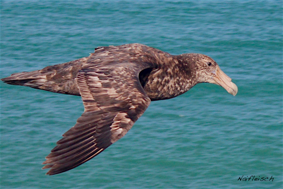 Foto Petrel Gigante Común
