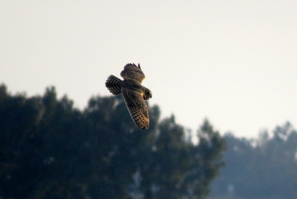 Foto Lechuzón Campestre