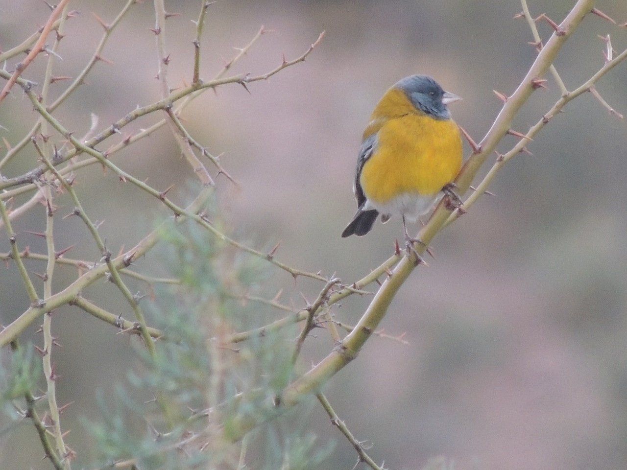 Foto Comesebo Andino