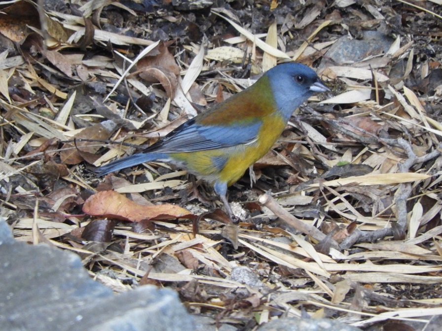 Foto Comesebo Patagónico