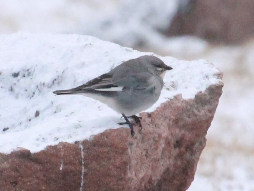 Foto Diuca Ala Blanca