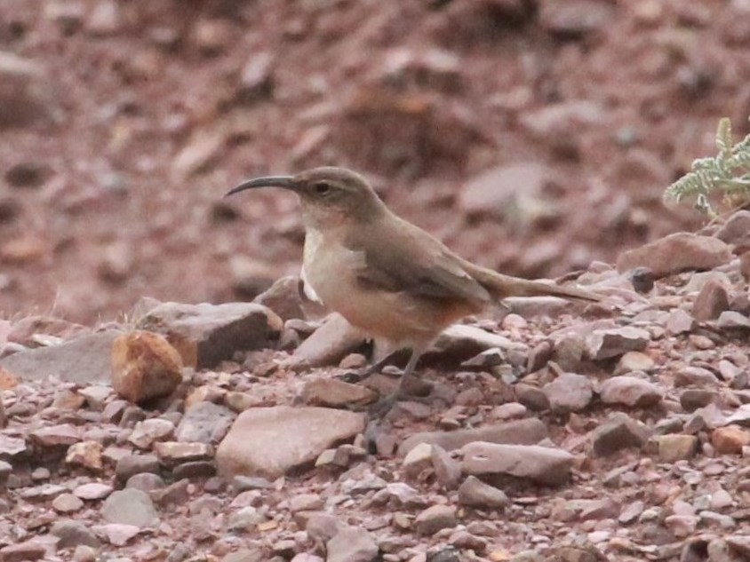 Foto Bandurrita Andina