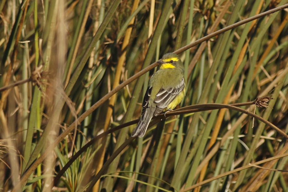Foto Suirirí Amarillo