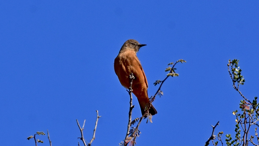 Photo Birro Común