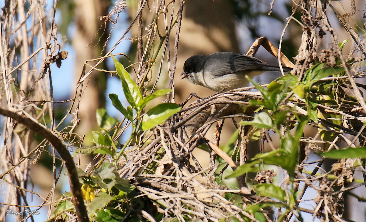 Foto Monterita Cabeza Negra