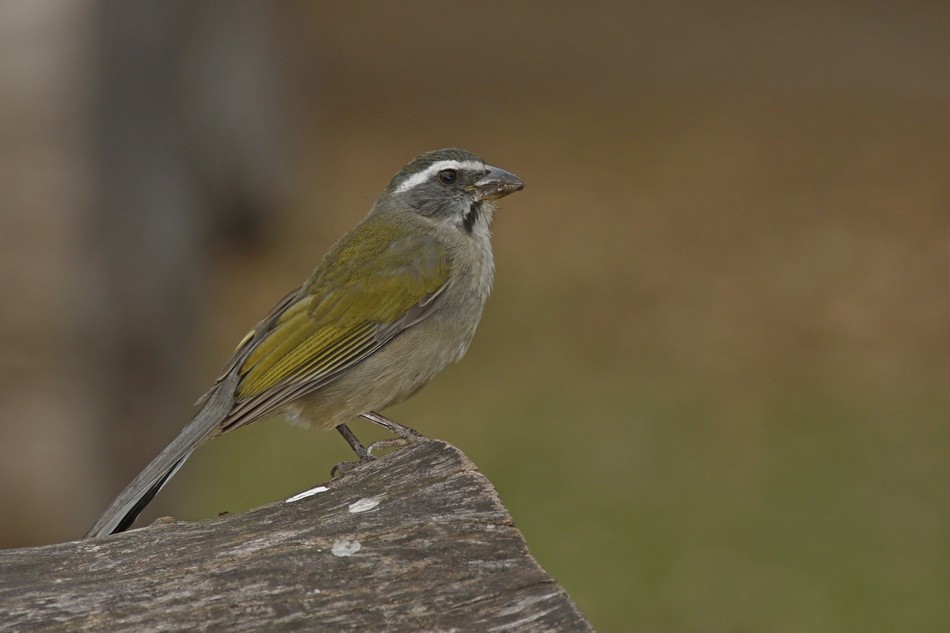 Foto Pepitero Verdoso