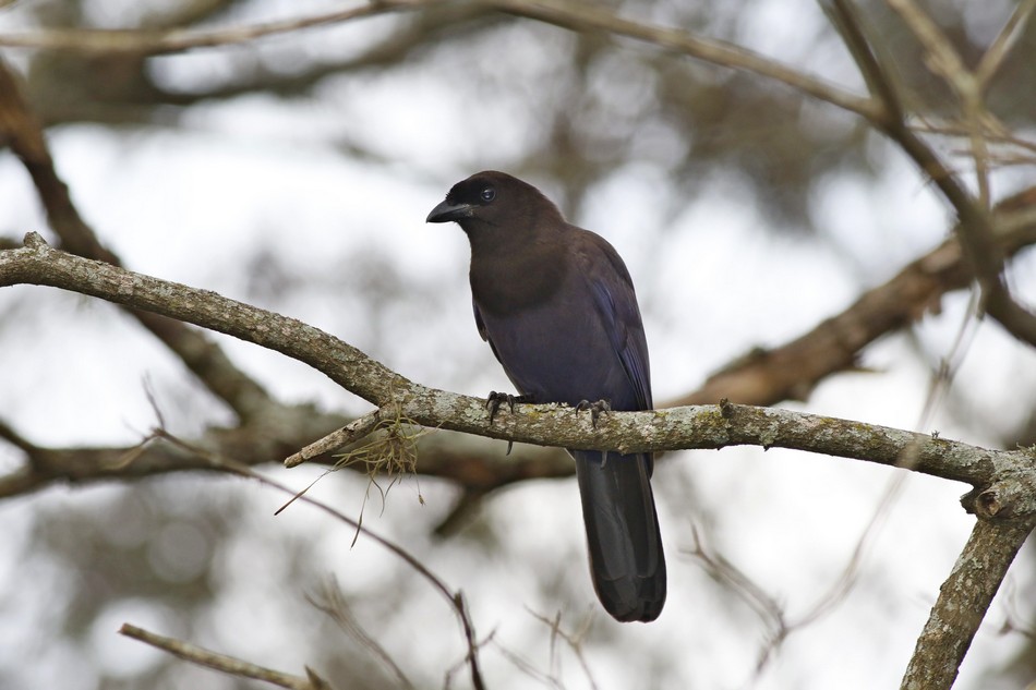 Photo Urraca Morada