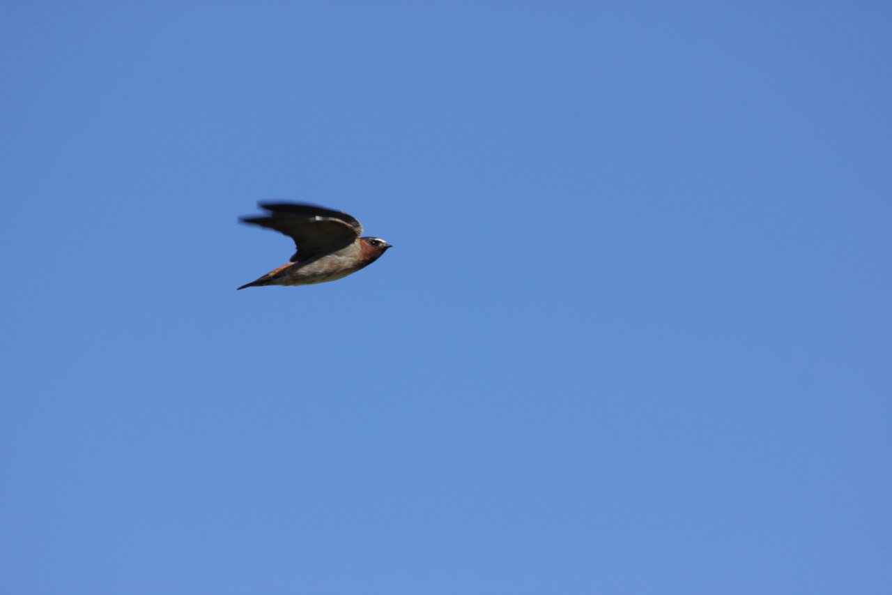 Foto Golondrina Rabadilla Canela