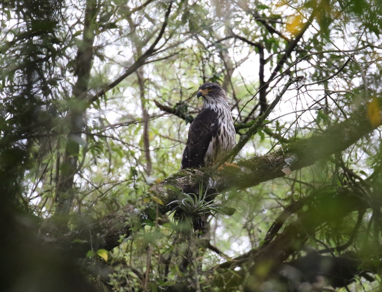 Foto Milano Cabeza Gris