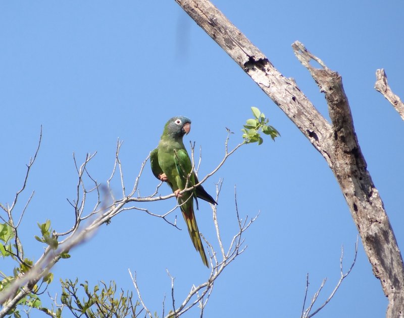 Foto Calancate Común