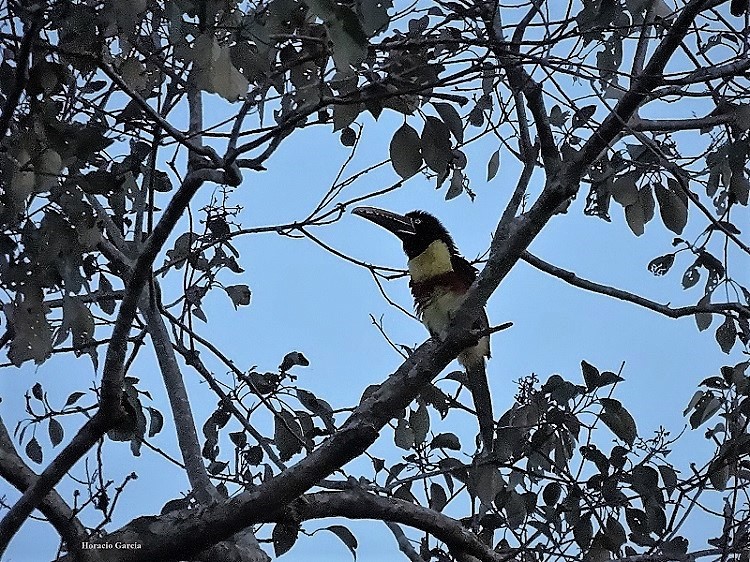 Foto Arasarí Fajado