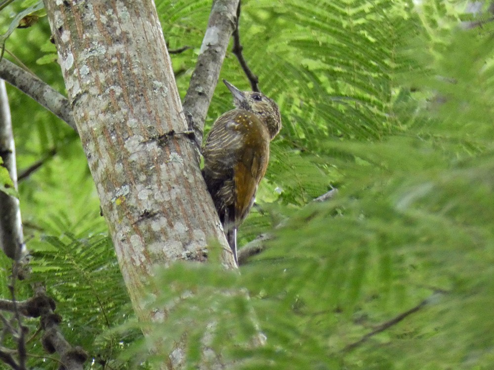 Photo Carpintero Oliva Yungueño
