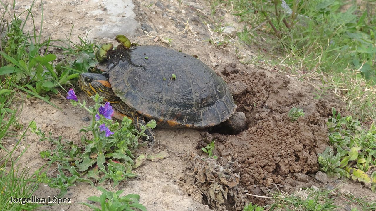 Foto Tortuga Pintada