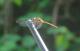 Orthemis ambinigra
