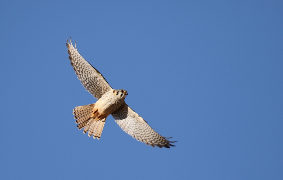 Foto Halconcito Colorado