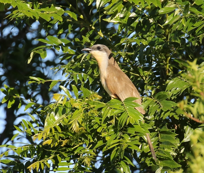 Photo Cuclillo Canela