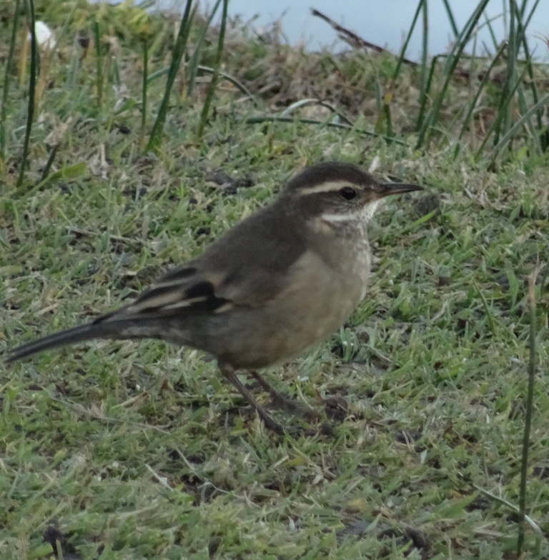 Foto Remolinera Común