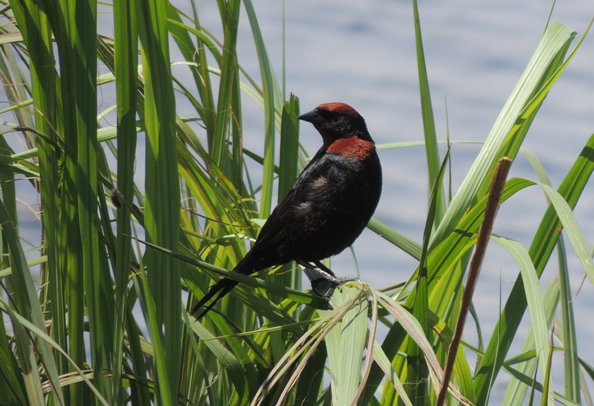 Foto Varillero Congo