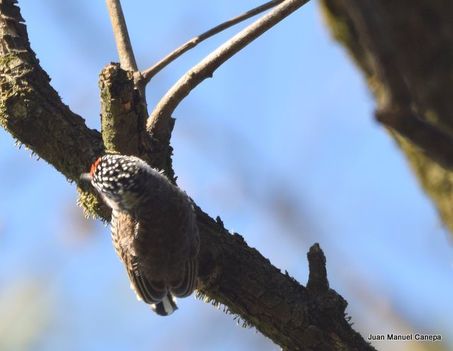 Foto Carpinterito Común