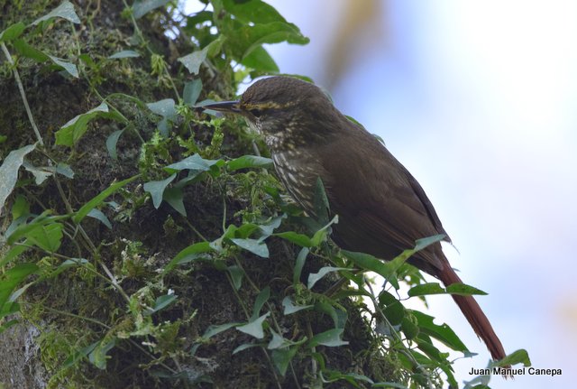 Foto Ticotico Común