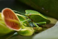  (Chinavia longicorialis)