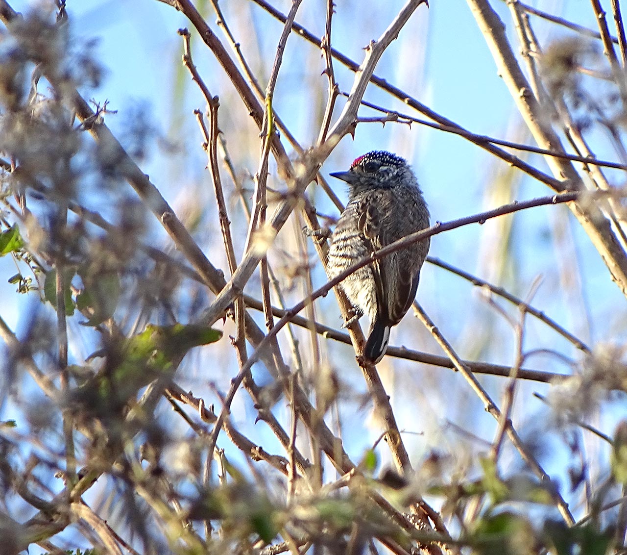 Foto Carpinterito Común