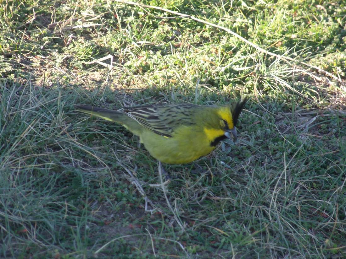 Foto Cardenal Amarillo