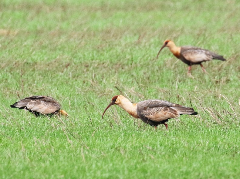 Foto Bandurria Boreal