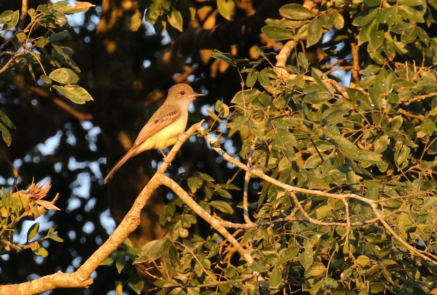 Foto Burlisto Pico Negro
