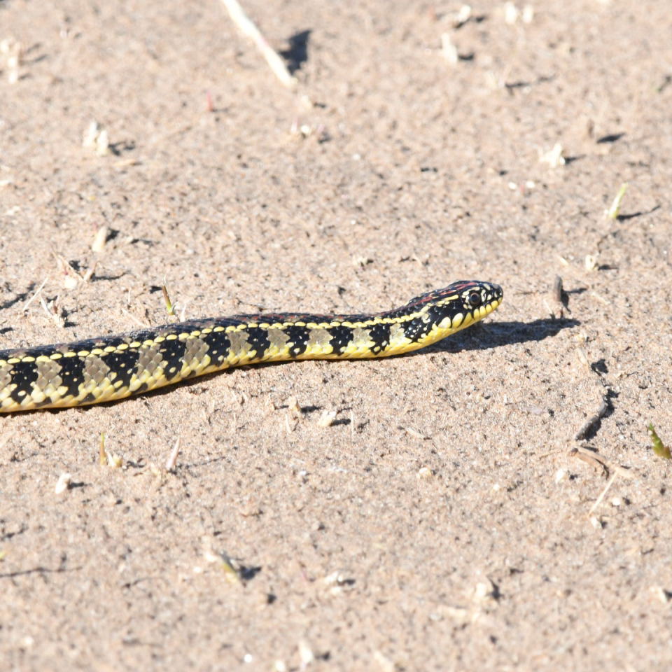 Foto Culebra Listada
