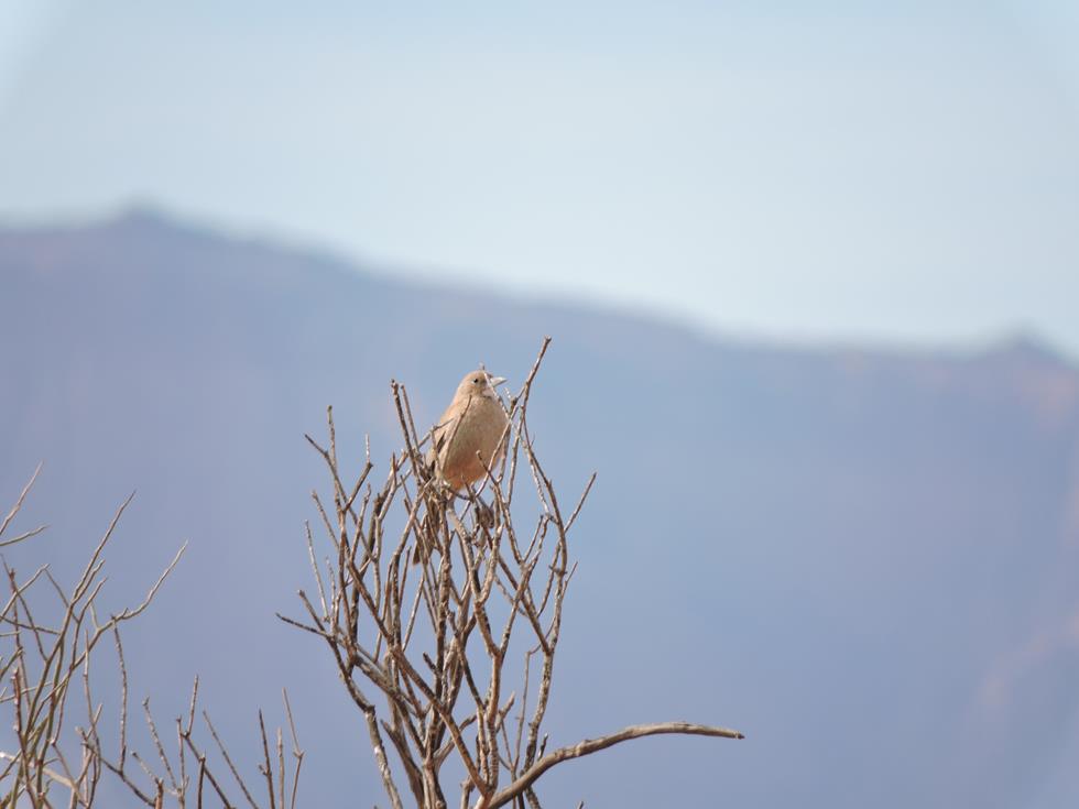 Foto Cacholote Pardo
