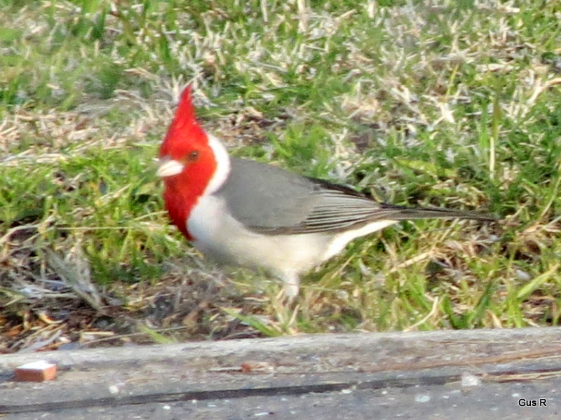 Foto Cardenal Común