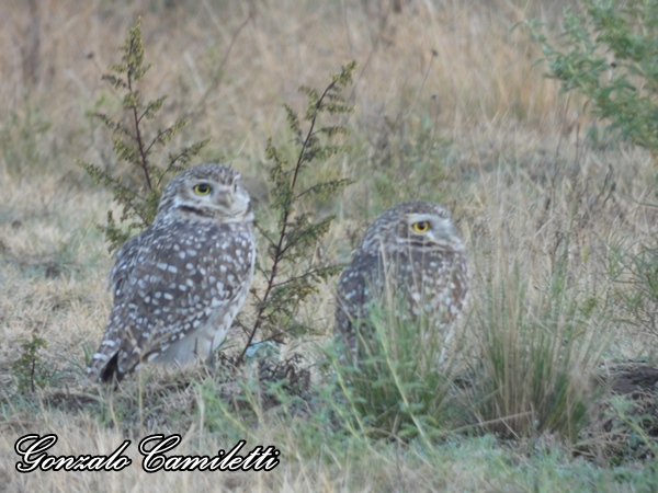 Photo Lechucita Vizcachera