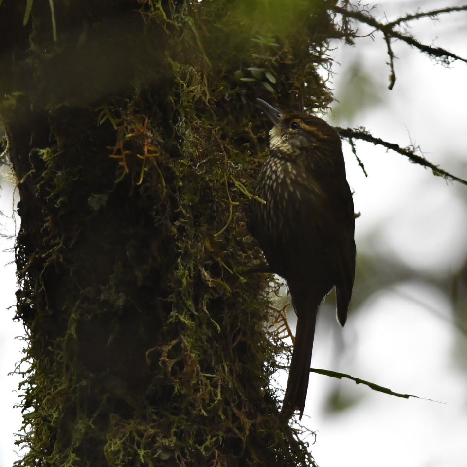 Foto Ticotico Común