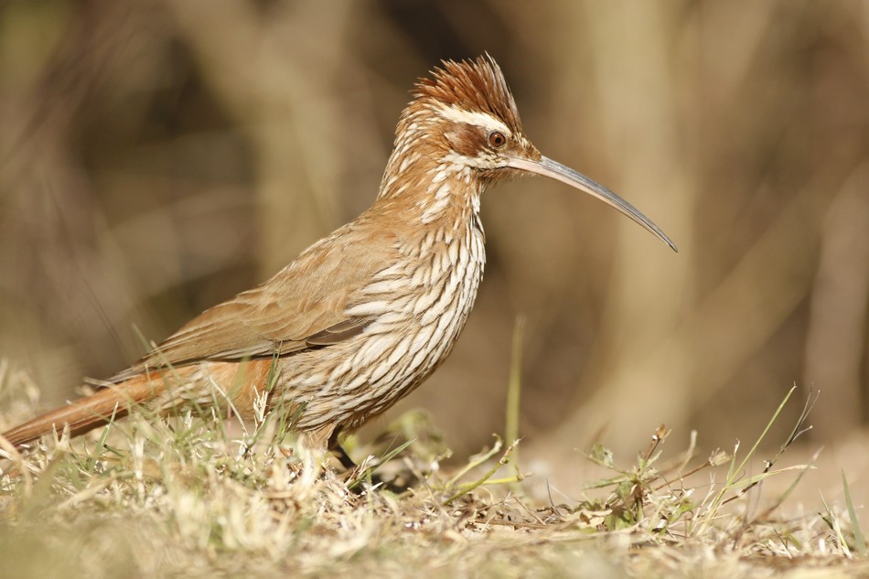 Photo Chinchero Grande