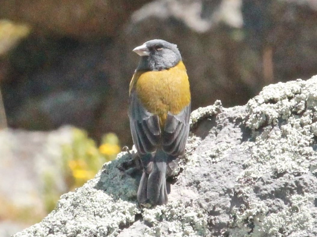 Photo Fringilo Peruano