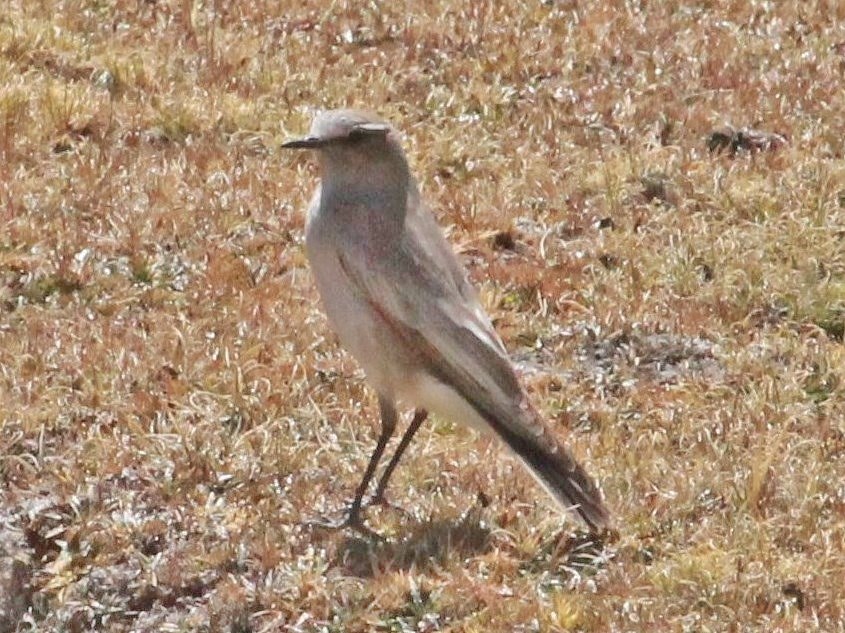 Foto Dormilona Gigante