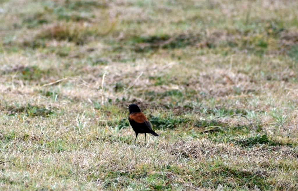 Foto Sobrepuesto Común