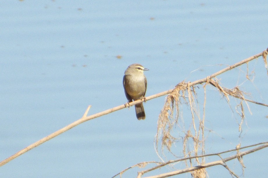 Foto Pitajo Ribereño