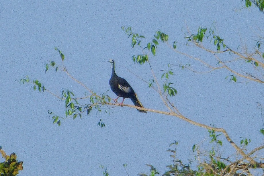 Foto Pava Goliblanca