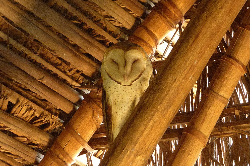 Foto Lechuza de Campanario