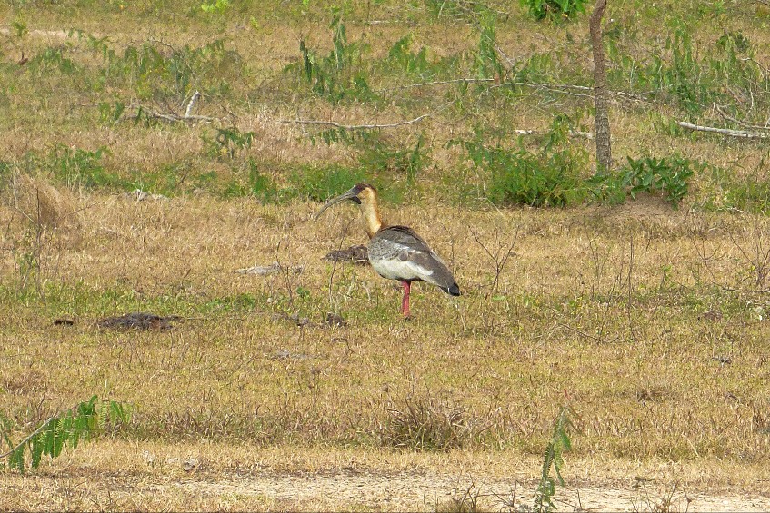 Foto Bandurria Boreal