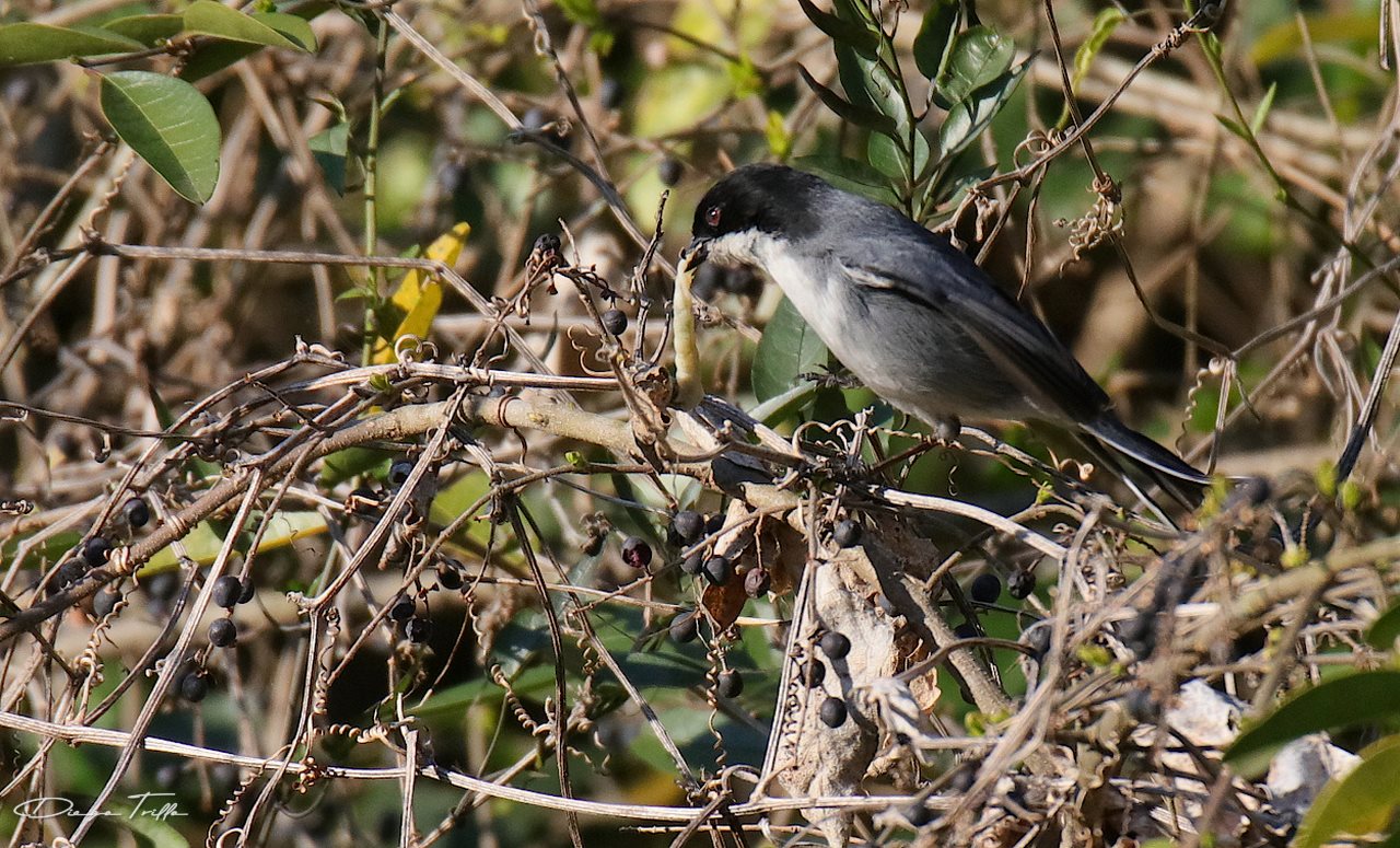 Photo Monterita Cabeza Negra