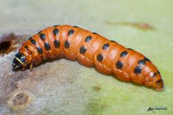  (Cactoblastis cactorum)