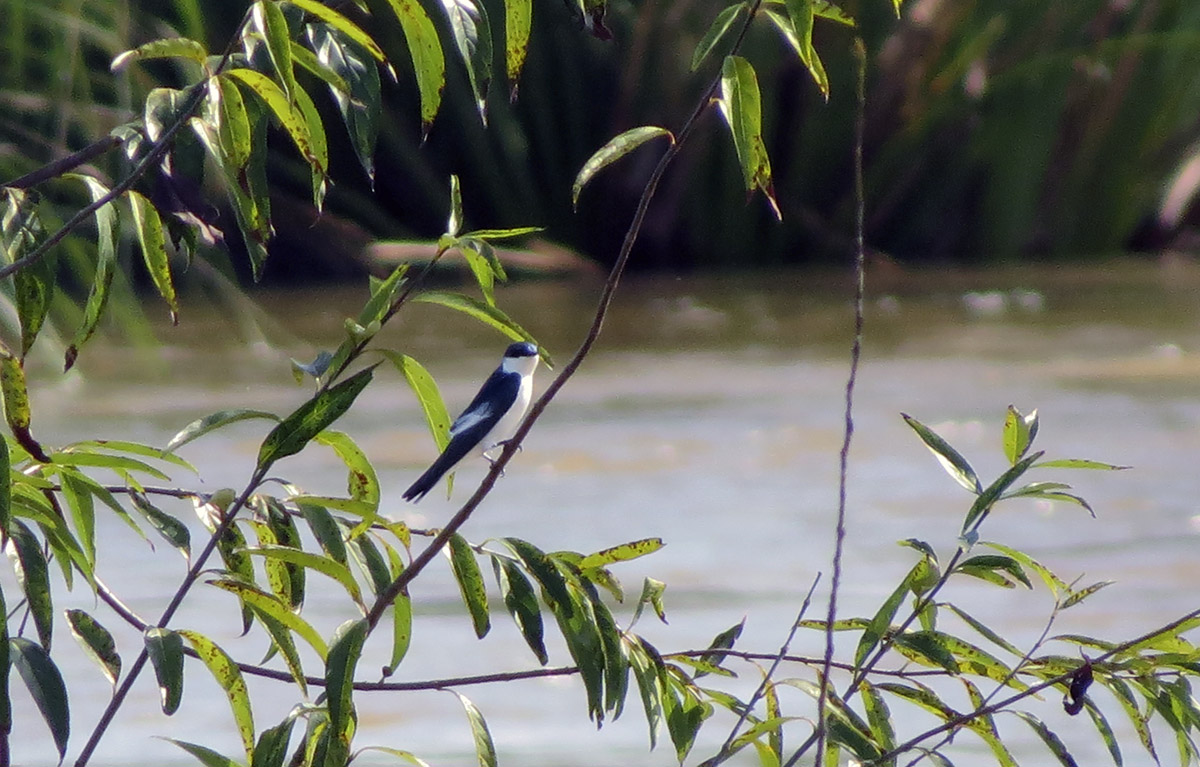 Foto Golondrina Ala Blanca