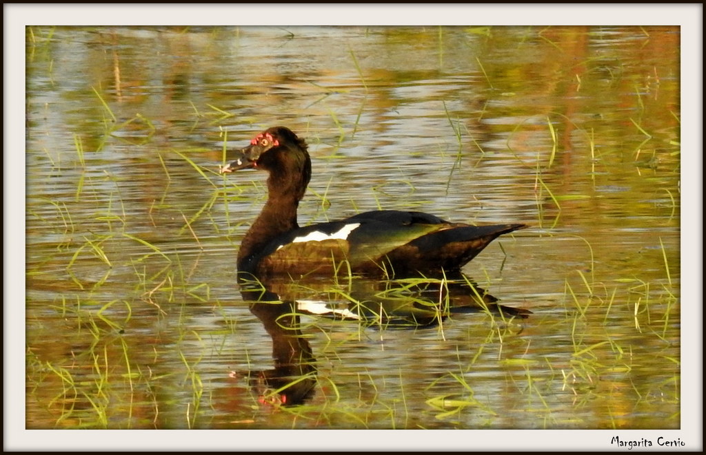 Foto Pato Real